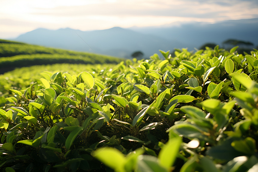 山谷里的茶山图片