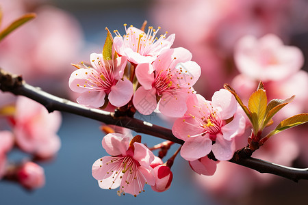 桃花朵朵迎春风粉嫩的朵朵桃花背景