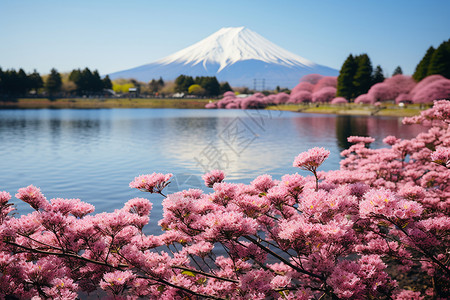 日本富士山的樱花背景图片