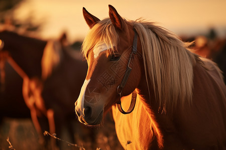 草地上的马匹背景图片