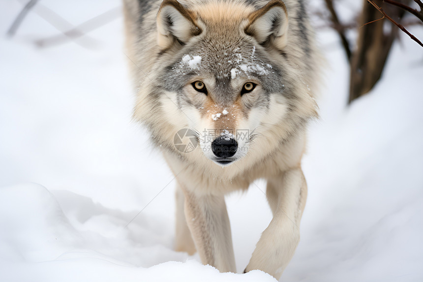 潜入寒冬的狼图片