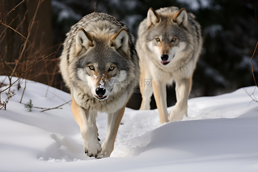 冬日的两只狼图片