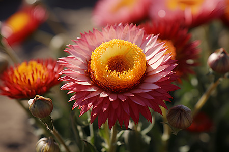 盛夏的菊花背景图片