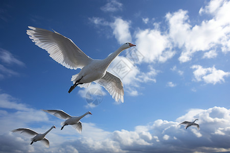飞翔的大雁鸟群飞翔在蓝天中背景