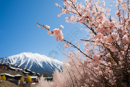 雪山和樱花背景图片