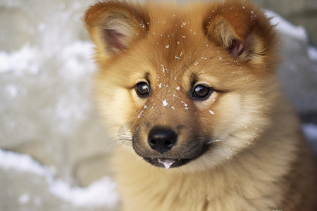 雪中小狗背景图片