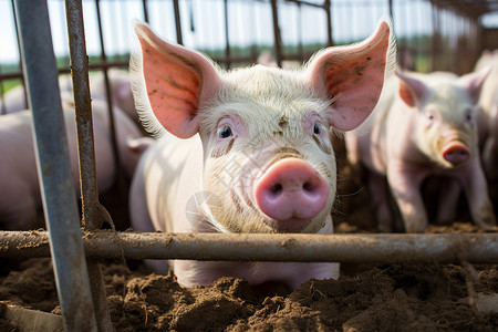 农村猪舍中养殖的猪群高清图片