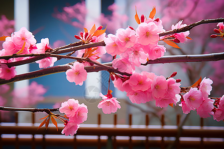 一枝粉色花朵绽放背景图片