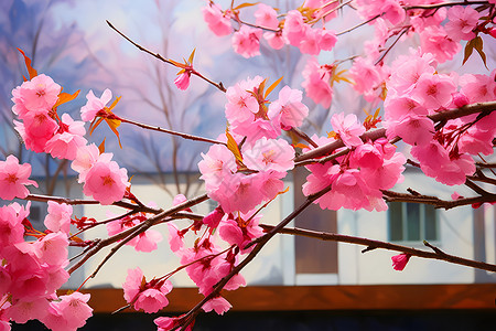 樱花绽放的美景背景图片
