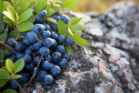 新鲜健康的蓝莓背景图片