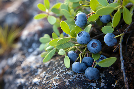 成熟的石头石头旁生长的蓝莓背景