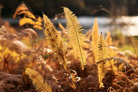 秋风拂过的黄草丛背景