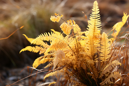 一丛植物素材秋日草地上一丛黄花背景