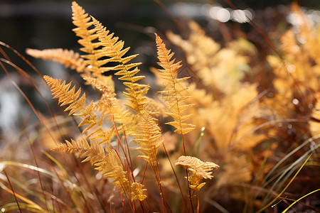 秋季金黄色的植物高清图片