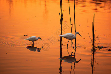 夕阳湖水上的白鹭背景图片