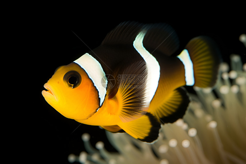 海底世界的小丑鱼图片