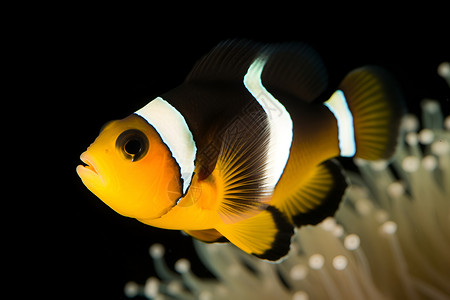 海底世界的小丑鱼背景图片