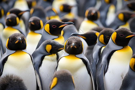 企鹅家族背景图片