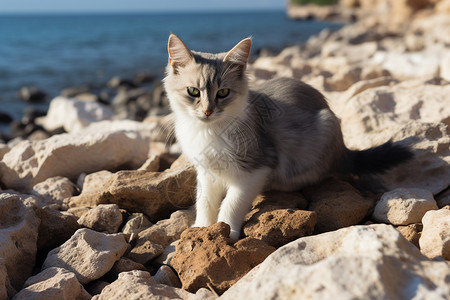 可爱的猫咪背景图片