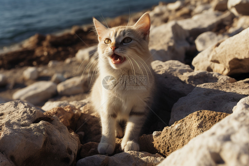 流浪的猫咪图片