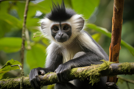 可爱的猴子弗朗索瓦叶猴高清图片