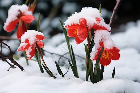 植物红花美丽的红花在雪中背景