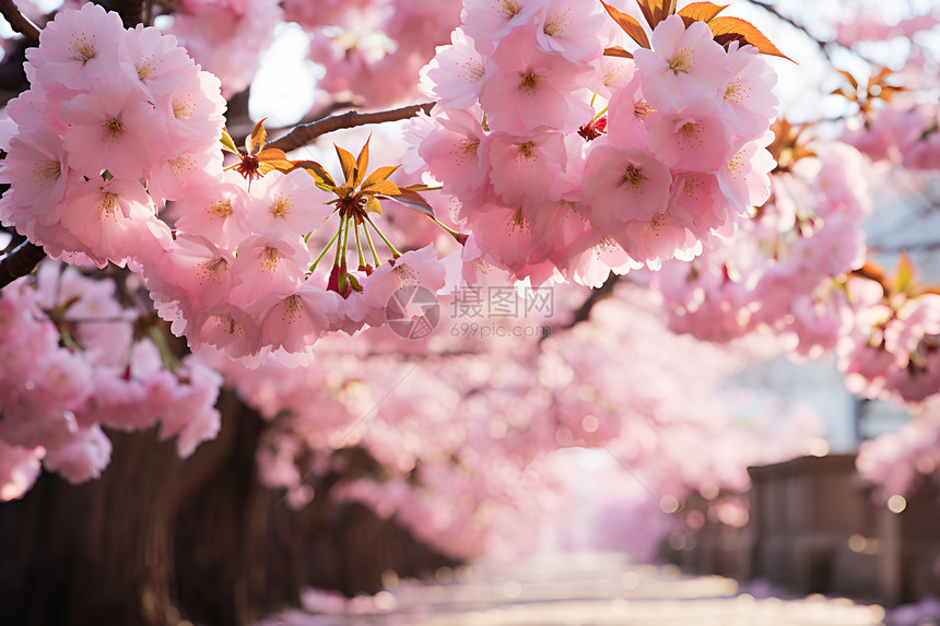 盛开的粉色樱花树图片