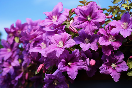 花园里的紫色花丛背景图片