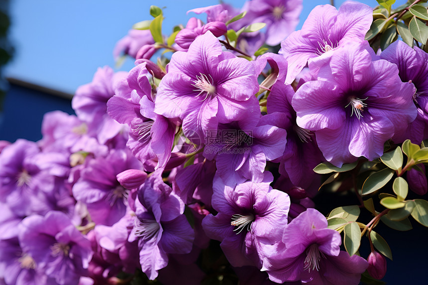 美丽的紫花图片