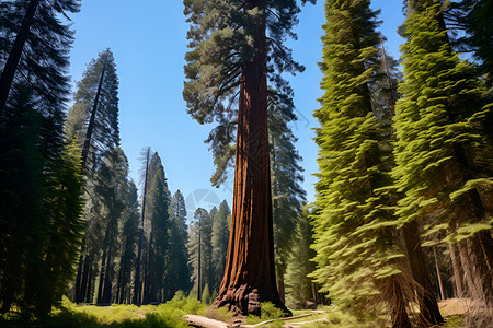 森林中巨大的红杉背景图片