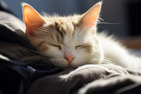 躺着睡觉的小猫一只猫躺在床上背景