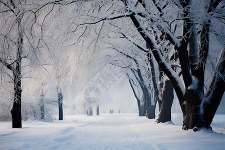 树林里的雪地背景图片