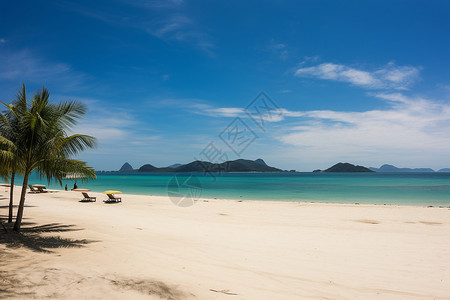 沙滩上的椰树背景图片