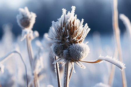 蓝天下覆雪的杂草背景图片