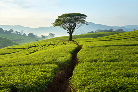 树下的茶园背景图片