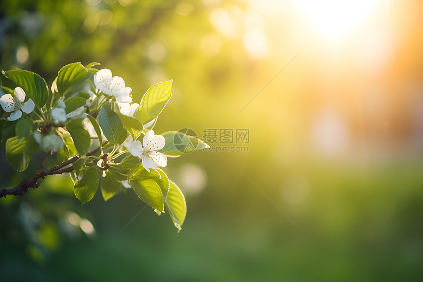 清新绿意的花园景观图片