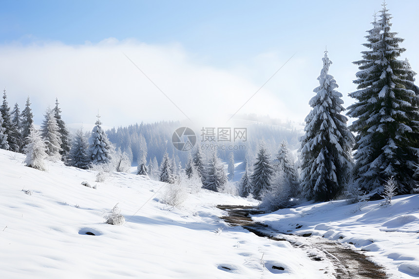 风景优美的冬季丛林景观图片
