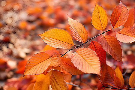 秋季公园中的落叶背景图片