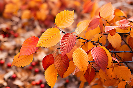 金黄色的秋季落叶背景图片