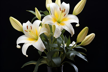 花瓶中的百合花卉背景图片
