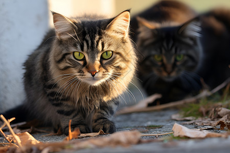 聚集的宠物猫咪背景图片