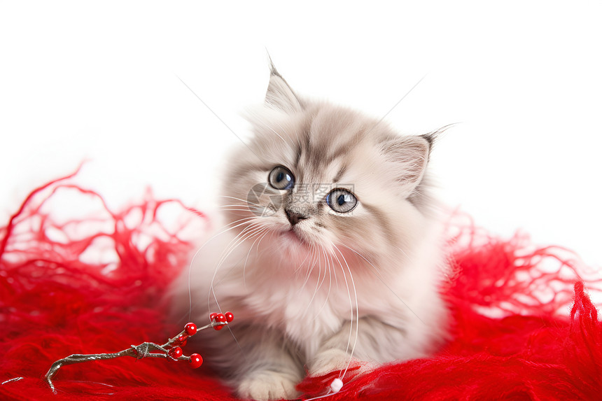 红色地毯中的猫咪图片