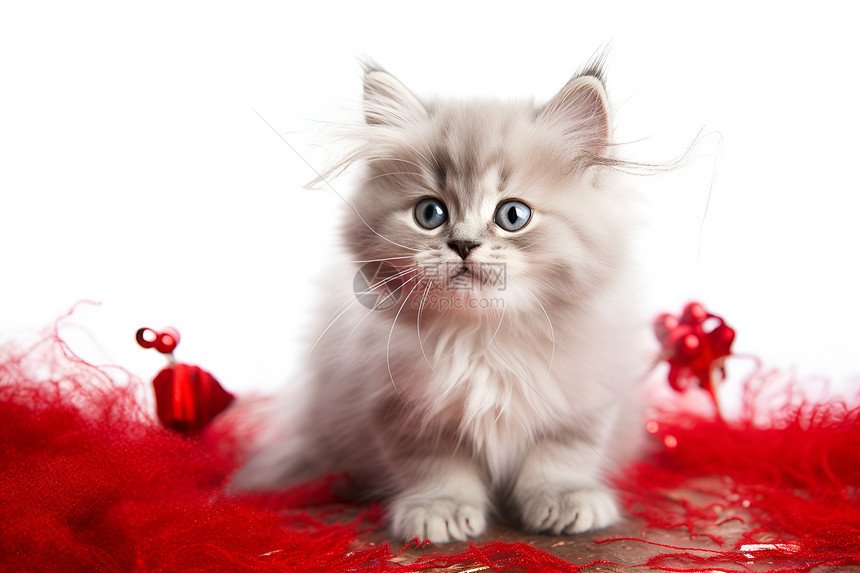 红色地毯中的小猫图片