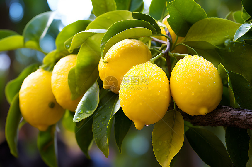 丰收的柠檬果园图片