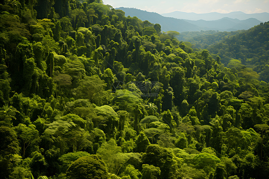 绿意盎然的热带丛林景观图片