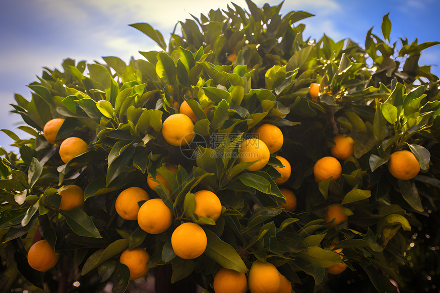 丰收的柑橘果园图片