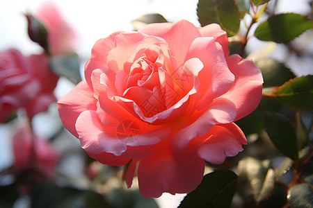 娇艳欲滴的玫瑰花花朵背景图片