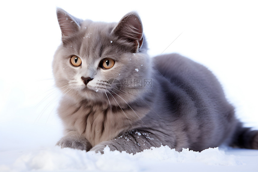 冬季雪地中的宠物猫咪图片
