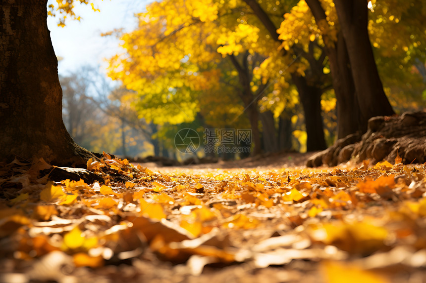 公园地面上金黄的叶子图片