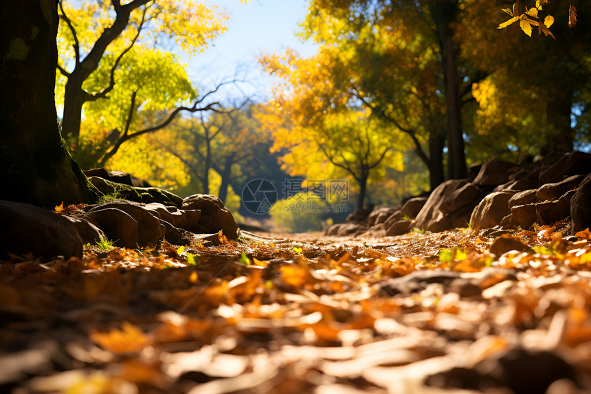 秋季户外金黄的树叶图片
